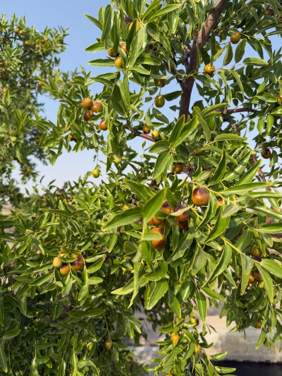 تصویر 6