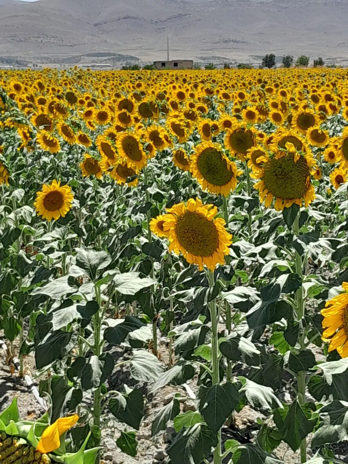 زمین کشاورزی شراکت برای شلغم گندم و خرفه بیضا|اجارهٔ دفتر صنعتی، کشاورزی، تجاری|بیضا, |دیوار
