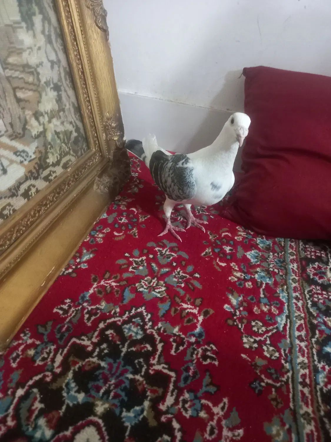 گراف|پرنده|مشهد, علی آباد|دیوار