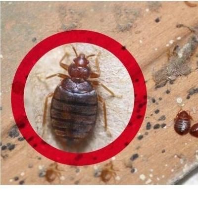 سم پاشی...زاهدان|خدمات نظافت|زاهدان, |دیوار