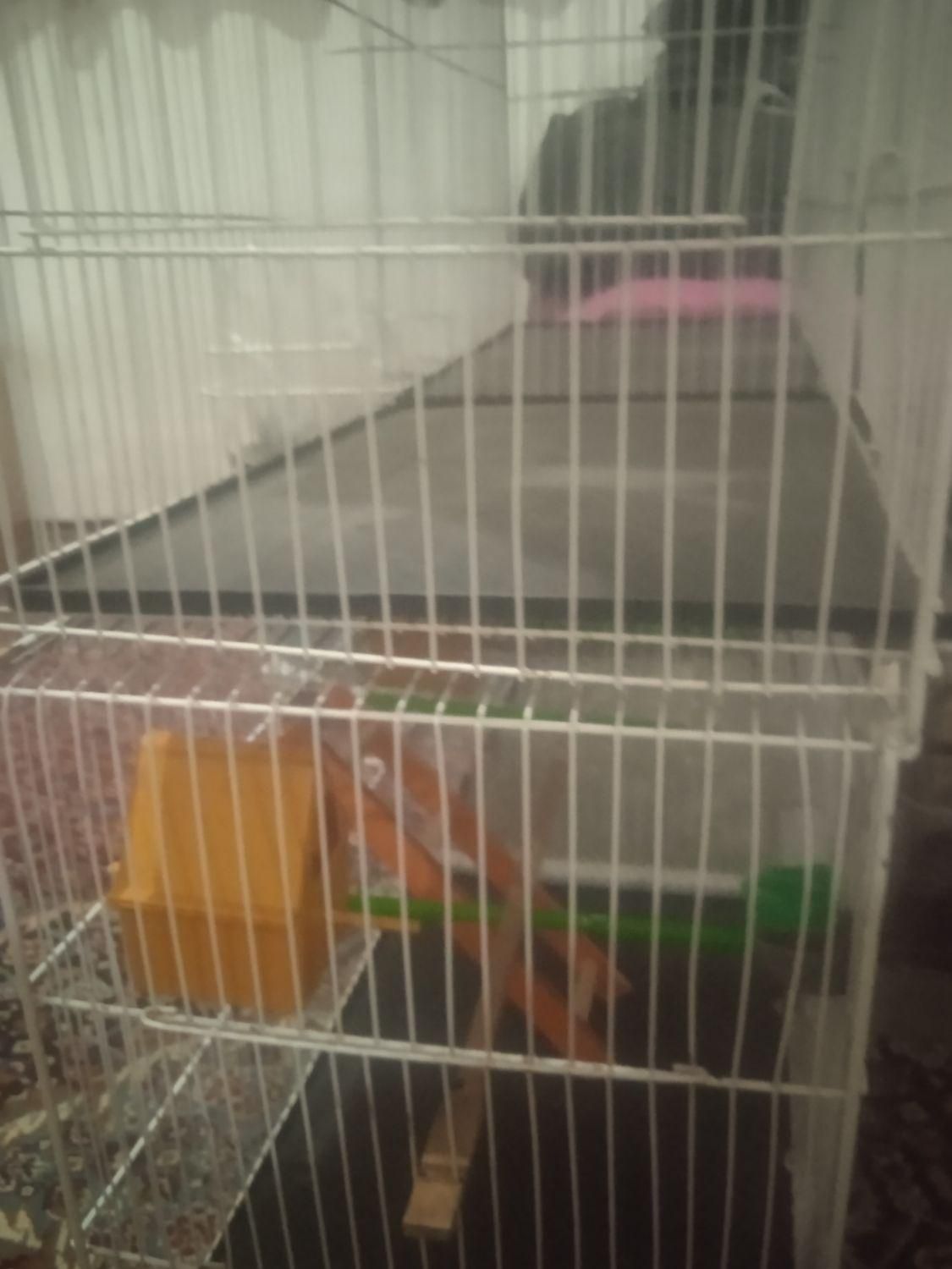 ی قفس چوچه پران وی قفس عروس هلندی بدونه وسایل|لوازم جانبی حیوانات|شاهین دژ, |دیوار