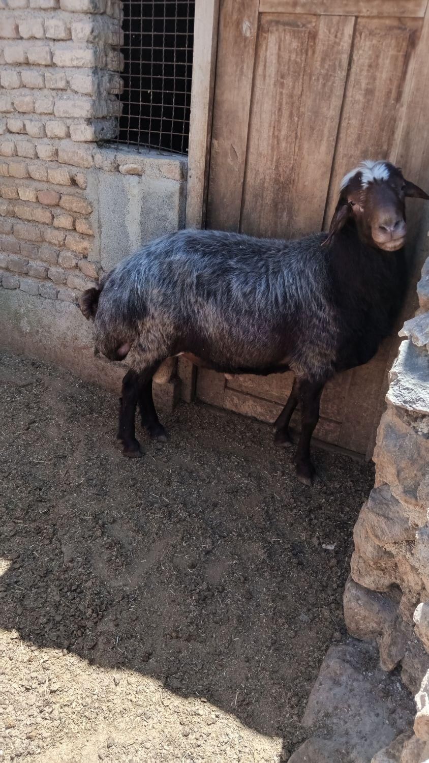 قوچ تخمی فروشی|حیوانات مزرعه|دوزین, |دیوار