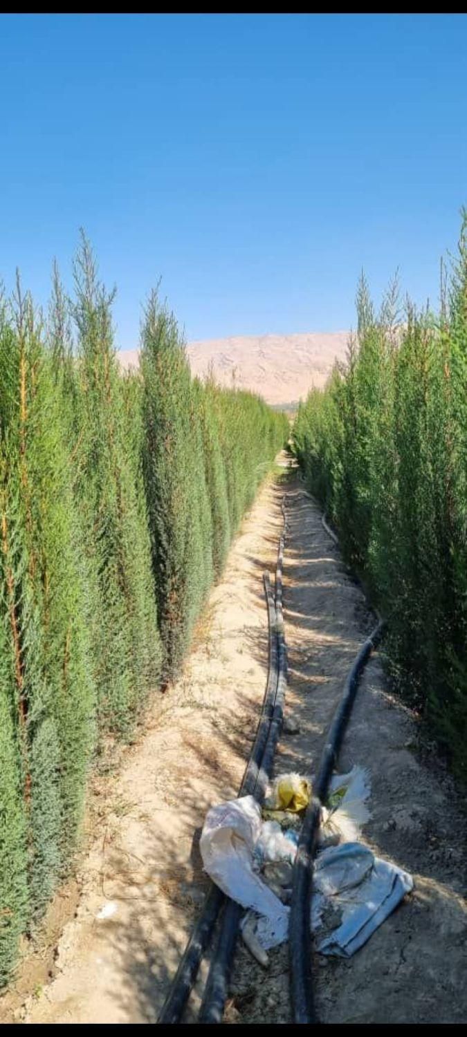 نهالستان سرو ناز، سرو شیراز، سرونقره ای،کاج تهران،|خدمات باغبانی و درختکاری|شیراز, دکتر حسابی|دیوار