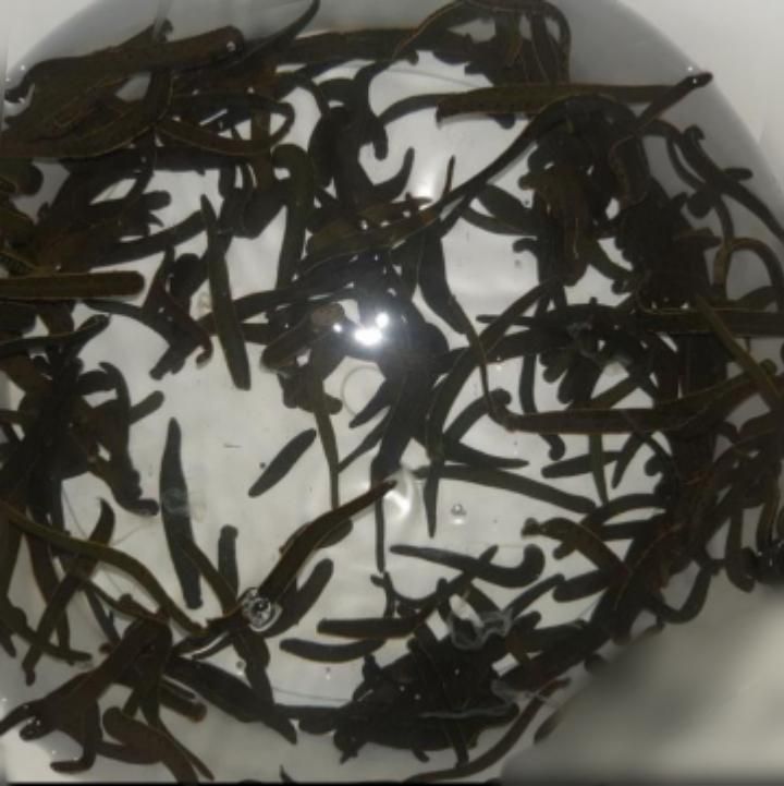 زالو بهداشتی|آرایشی، بهداشتی، درمانی|گرگان, |دیوار