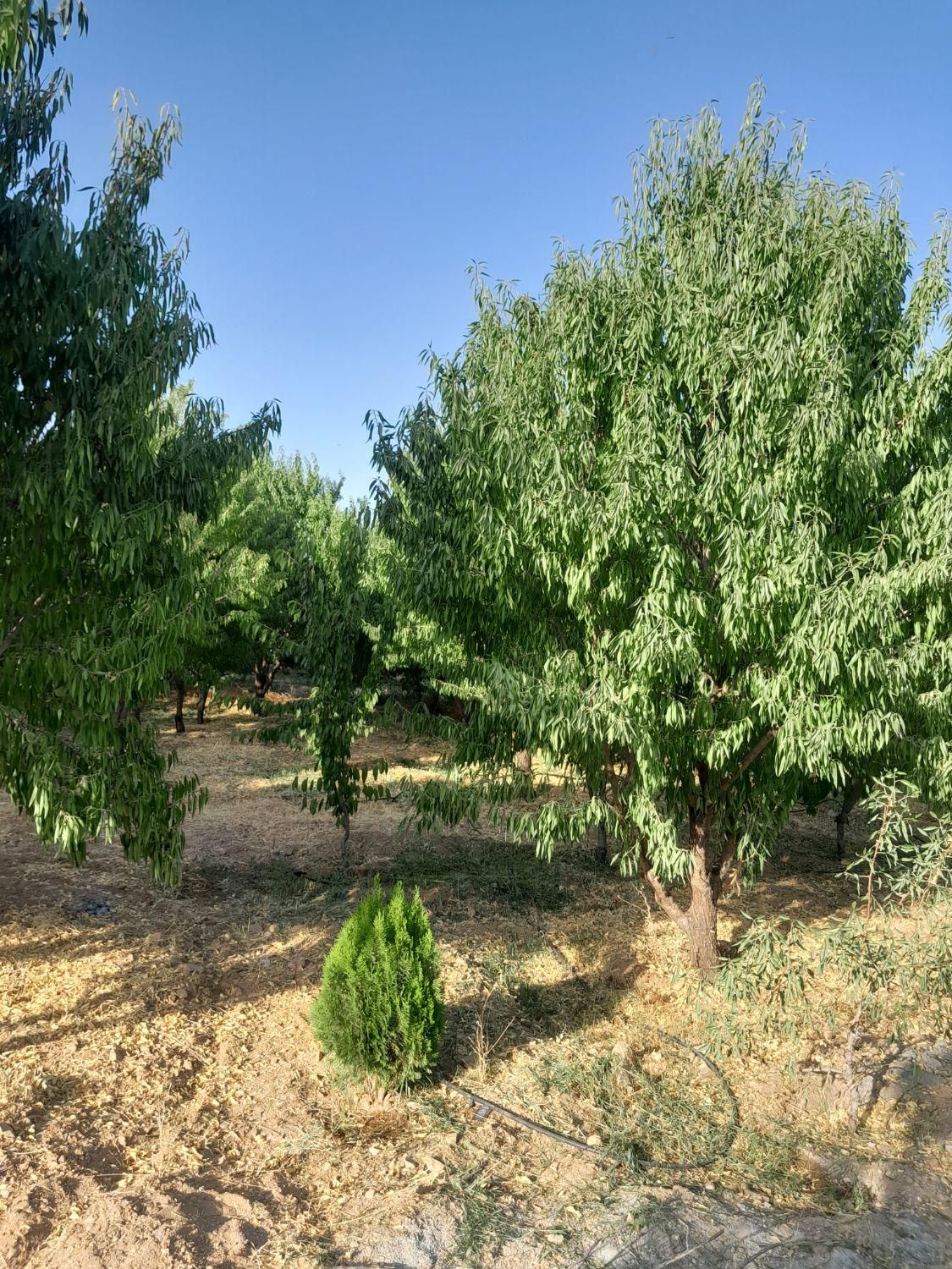 باغ میوه  400متری زیبا در پل زمان خان|فروش زمین و ملک کلنگی|شاهین‌شهر, گرگاب|دیوار