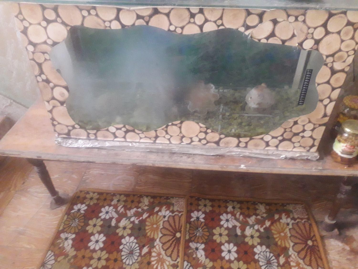 اکواریوم تزئینات و پمپ هوا|ماهی|شیراز, شهرک مفتح|دیوار