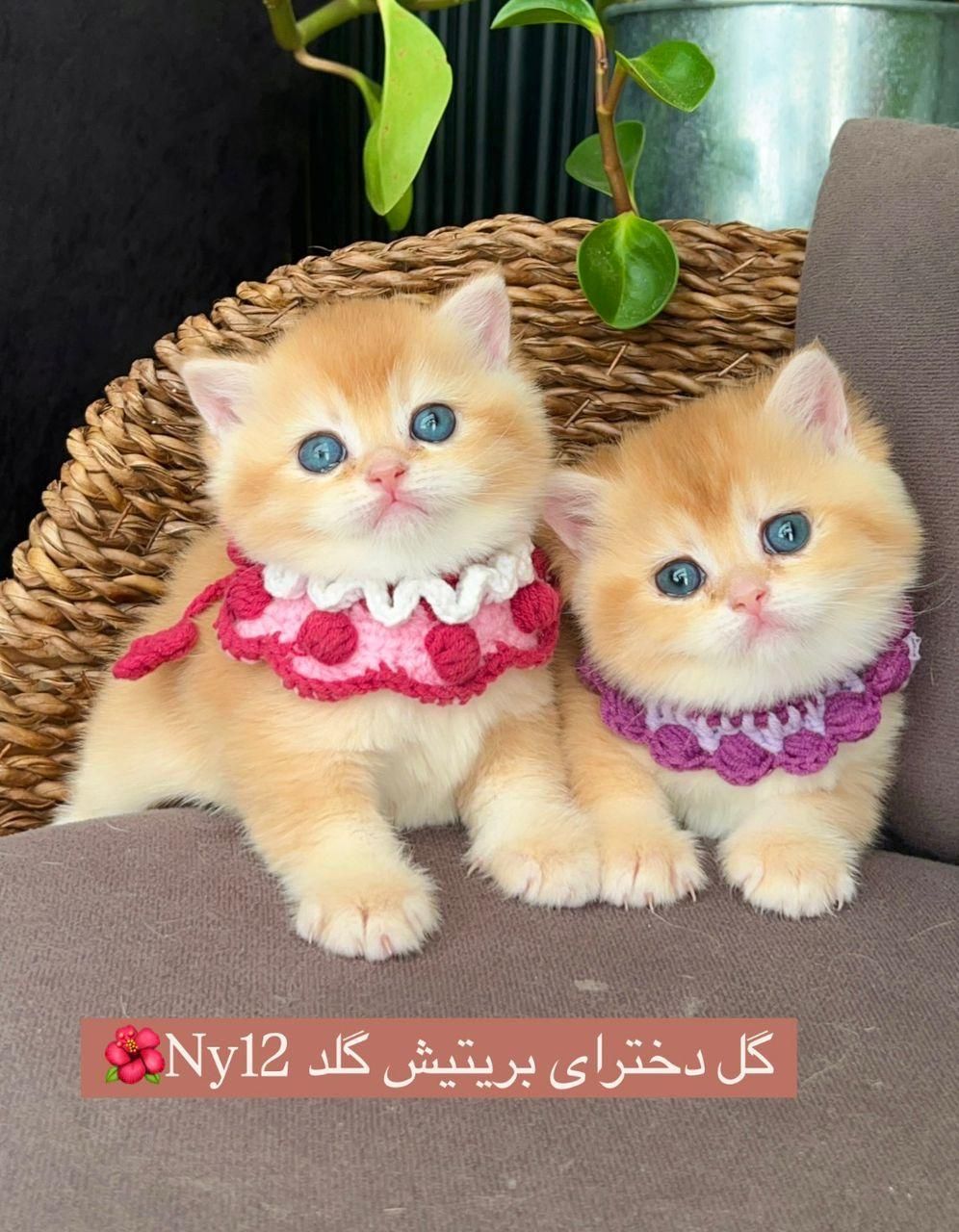 فروشگاه‌ گربه‌‌های اصیل (اسکاتیش / بریتیش / پرشین)|گربه|تهران, پونک|دیوار