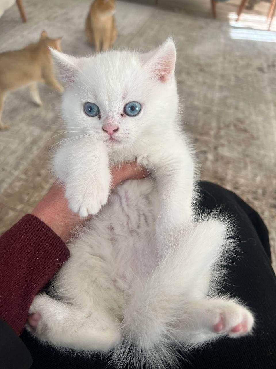 بچه گربه بریتیش شنگول منگول|گربه|اهواز, زیتون کارمندی|دیوار