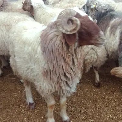 فروش گوسفندزنده مغان و افشار|حیوانات مزرعه|تهران, نیروی هوایی (پیروزی)|دیوار