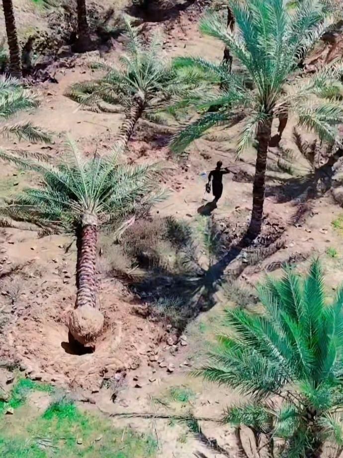 شهر کرد زیباتر با پالم نخل فنیکس تولید کننده رسمی|خدمات باغبانی و درختکاری|شهرکرد, |دیوار