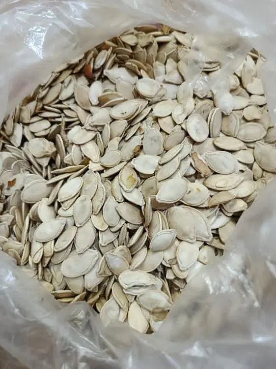 تخمه کدو|خوردنی و آشامیدنی|اصفهان, ارداجی|دیوار