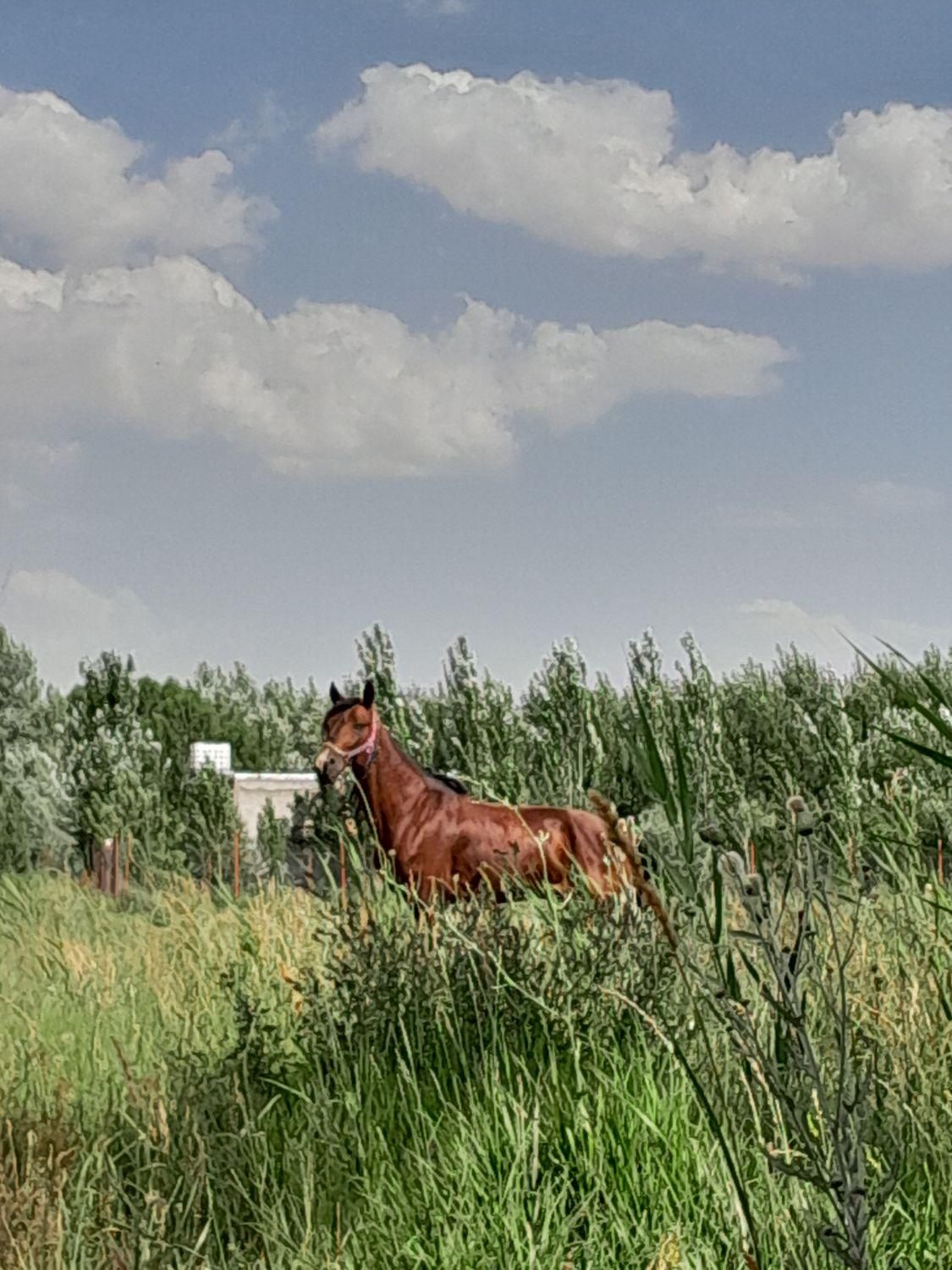 اسب یورقه|اسب و تجهیزات اسبسواری|تبریز, |دیوار