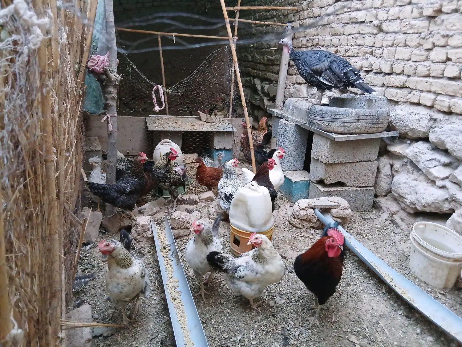 مرغ و خروس . تاقچه لهستانی|حیوانات مزرعه|مشهد, كنويست|دیوار