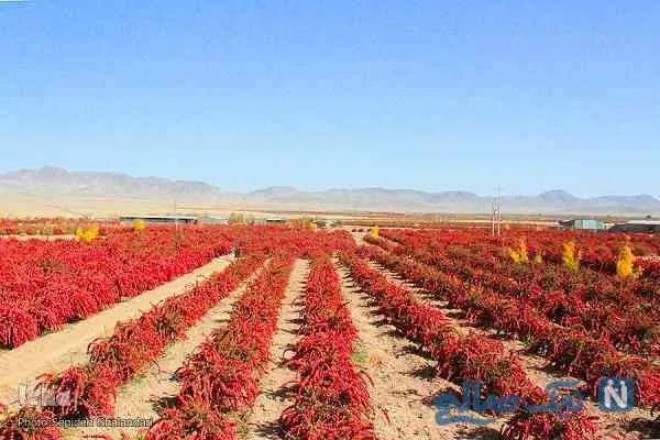 فروش سوغاتی وصنایع دستی|صنایع دستی و سایر لوازم تزئینی|تهران, تهران پارس|دیوار