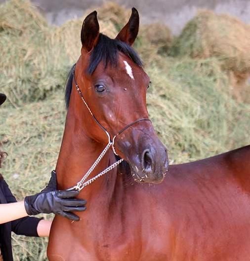 ماده کره عرب اسب ۲ساله|اسب و تجهیزات اسب‌سواری|تهران, آجودانیه|دیوار