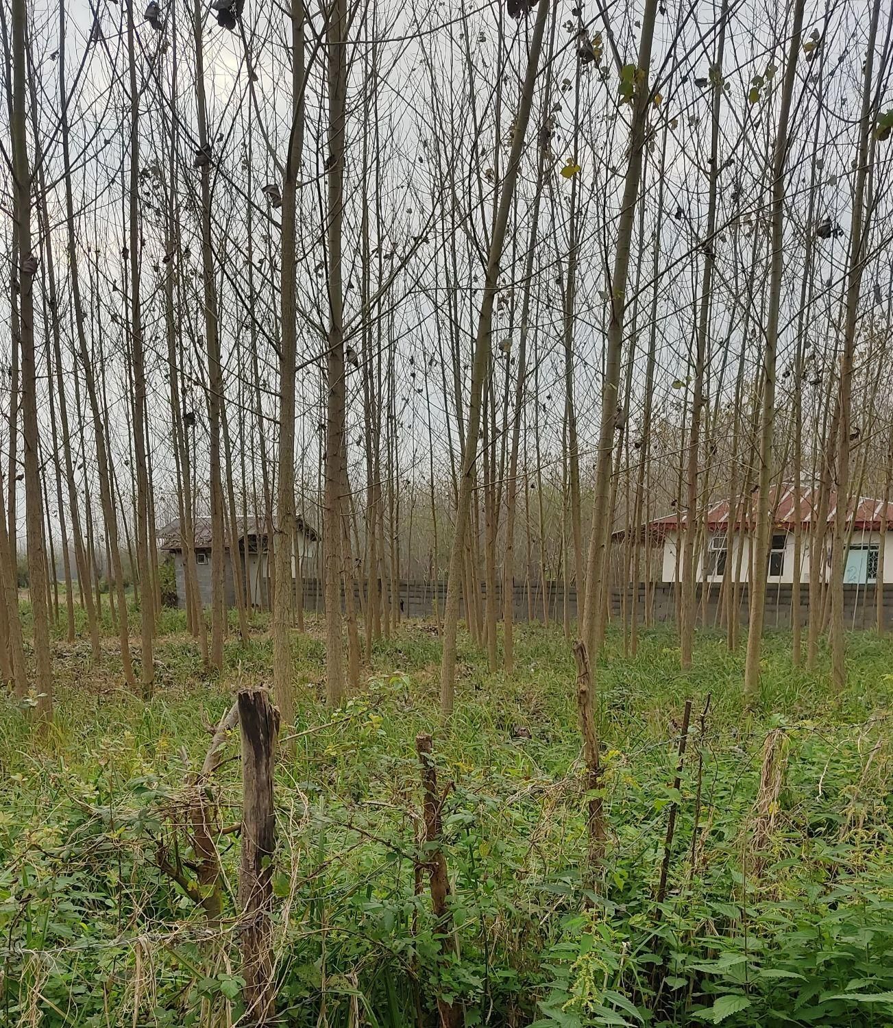 زمین داخل طرح هادی ضیابر|فروش زمین و ملک کلنگی|ضیابر, |دیوار