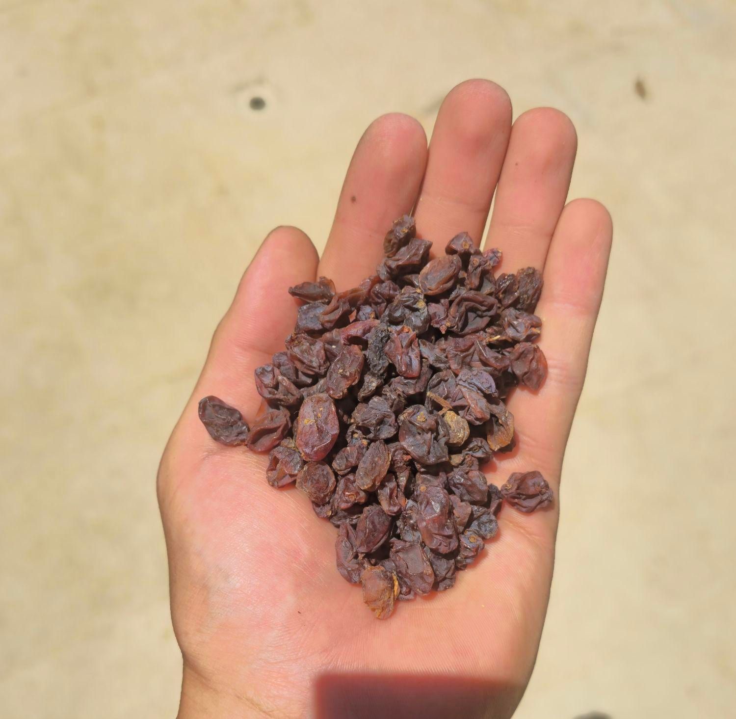 مویز کشمش بش خلار(شیرازی)|خوردنی و آشامیدنی|شیراز, قصرالدشت|دیوار