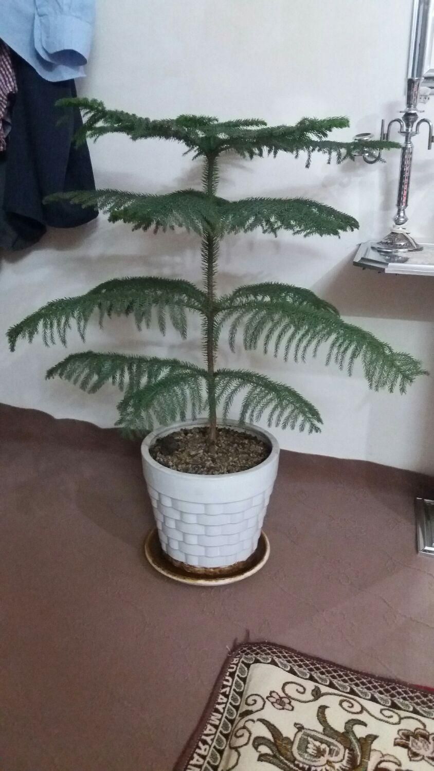 گلهای طبیعی|گل و گیاه طبیعی|هشتگرد, هشتگرد قدیم|دیوار