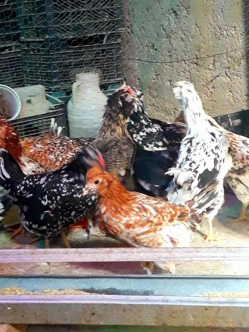 تخم مرغ نطفه دار گلین|حیوانات مزرعه|خمینیشهر, |دیوار