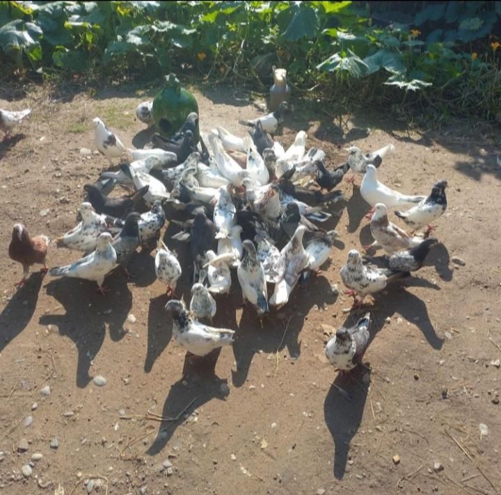 کبوتر|پرنده|آستانه اشرفیه, |دیوار