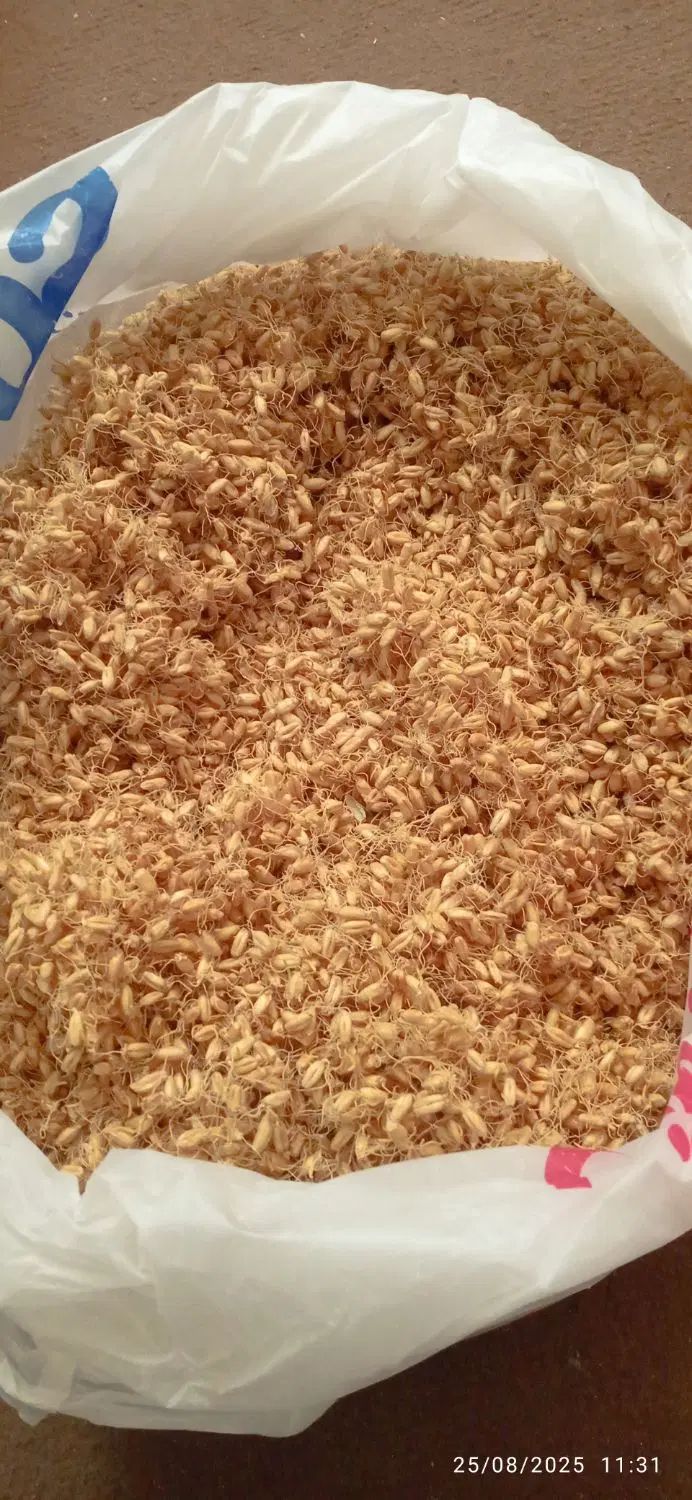 بلغور شیر تازه امسالی با شیر گاو از روستا|خوردنی و آشامیدنی|مشهد, انصار|دیوار
