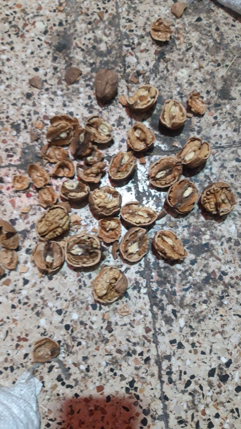 عسل طبیعی وگردو مغز سفید به صورت کلی|حراج|بجنورد, |دیوار
