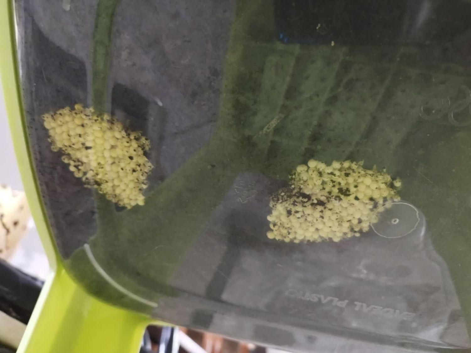 خاویاروکرم وصابون حلزون فروشی|خزنده|کرج, شاهینویلا|دیوار