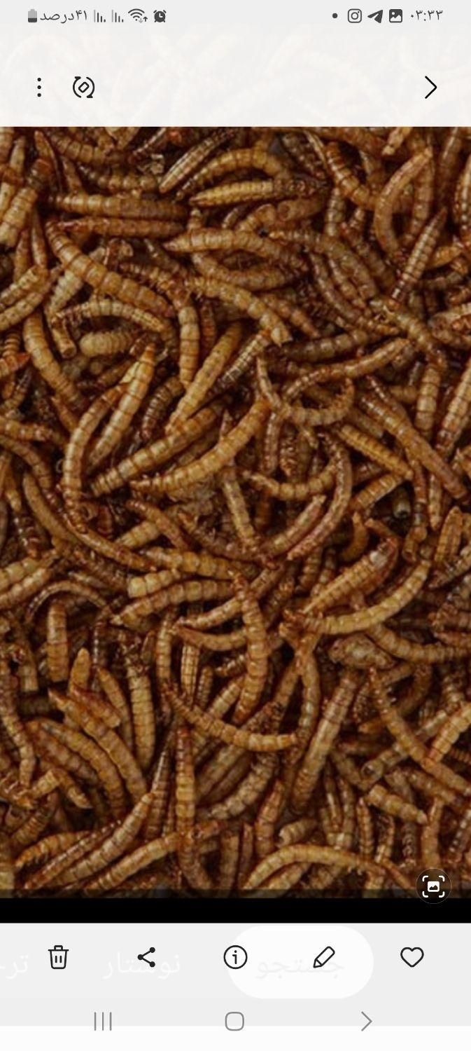 سلام، میلورم زنده ومیلورم خشک|لوازم جانبی حیوانات|میانه, |دیوار