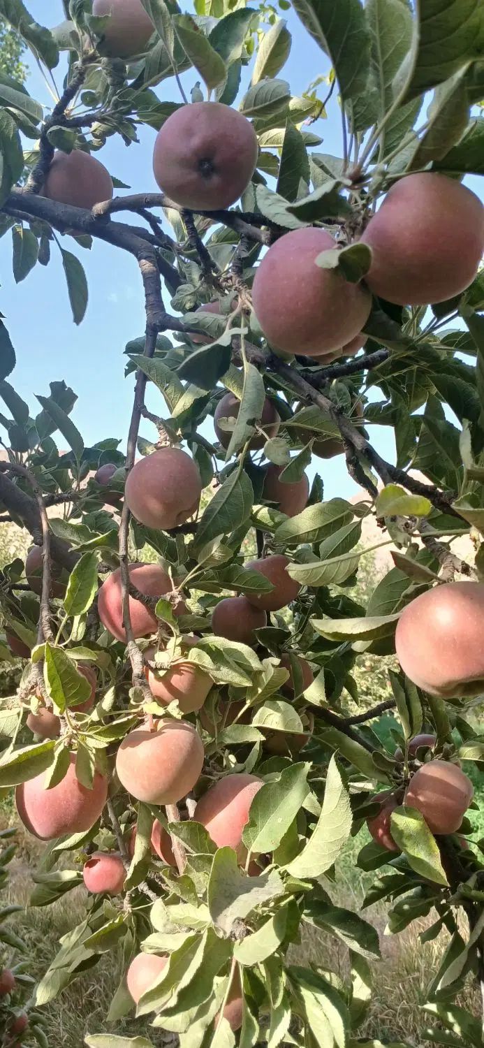 سیب لبنانی قرمزمیانکوه درگزروستای دهشت ک40هزار|خوردنی و آشامیدنی|مشهد, حسابی جنوبی (شهرک غرب)|دیوار