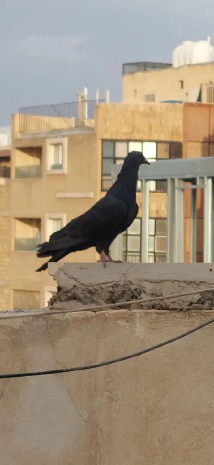 غلاق غلاغ قلاق دمگیر مور|پرنده|اصفهان, گلستان|دیوار