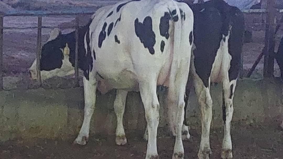 تلیسه ابستن سنگین|حیوانات مزرعه|کرج, حسن آباد|دیوار