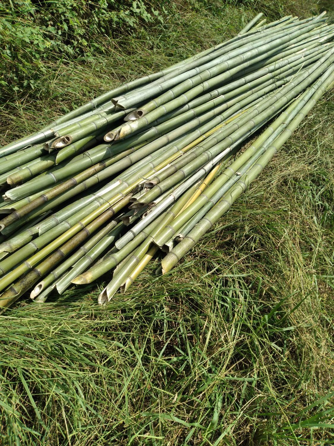 فروش نی   بامبو  خیزران|خدمات باغبانی و درختکاری|لاهیجان, لیل|دیوار