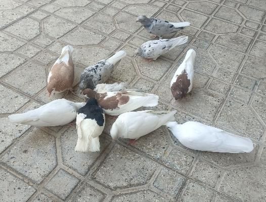 کبوترسفیدوسرور|پرنده|مرودشت, پشت سایپا‎|دیوار