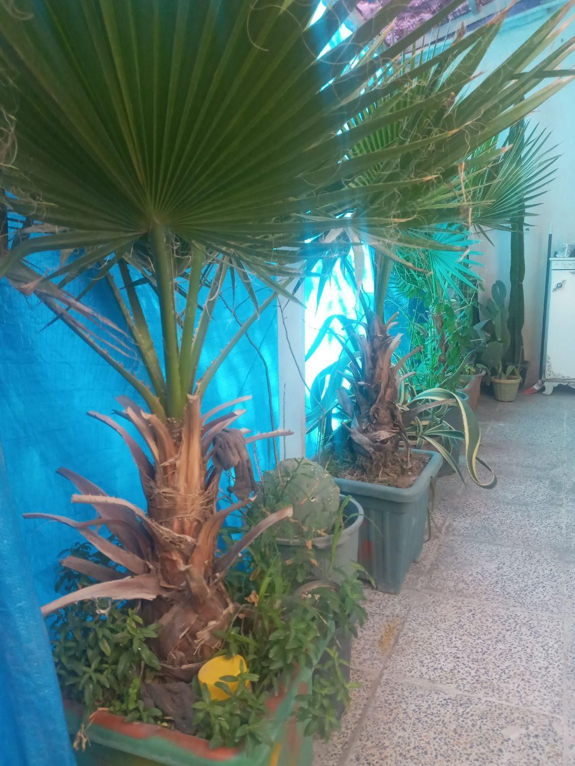 هرس کاری ورسیدگی به درختان|خدمات باغبانی و درختکاری|هشتگرد, |دیوار