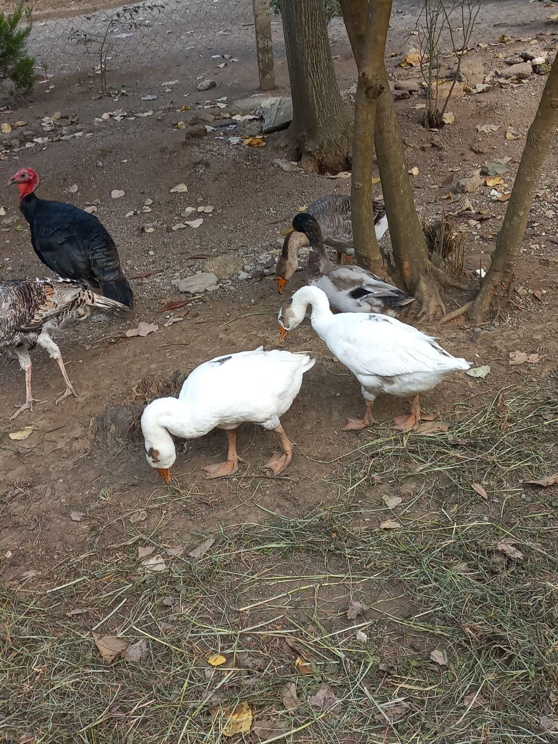 اردک غاز|حیوانات مزرعه|لاهیجان, یوسف آباد|دیوار