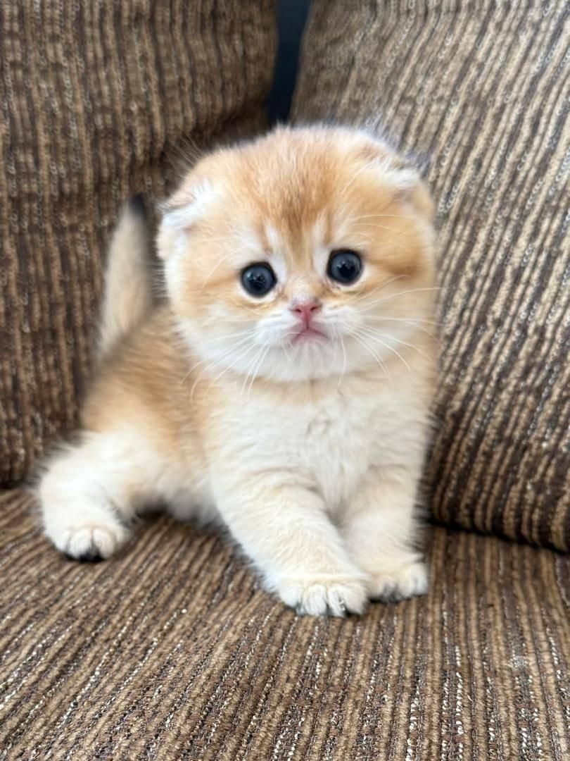 مجموعه گربه های زیبا و پرورش خانگی و آرام|گربه|شیراز, ابیوردی|دیوار