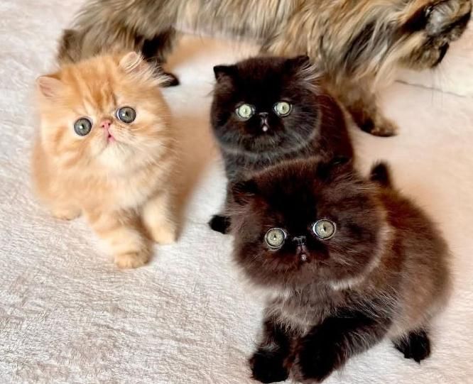 بچه گربه های جذاب iran cats|گربه|آبادان, |دیوار
