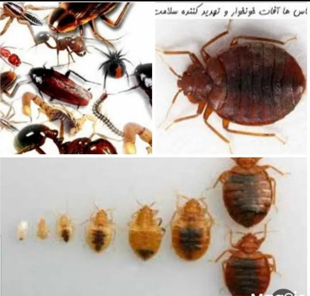 سم پاشی سوسک ساس حشرات موزی سمپاشی تضمینی صددرصد|خدمات نظافت|تهران, فاطمی|دیوار