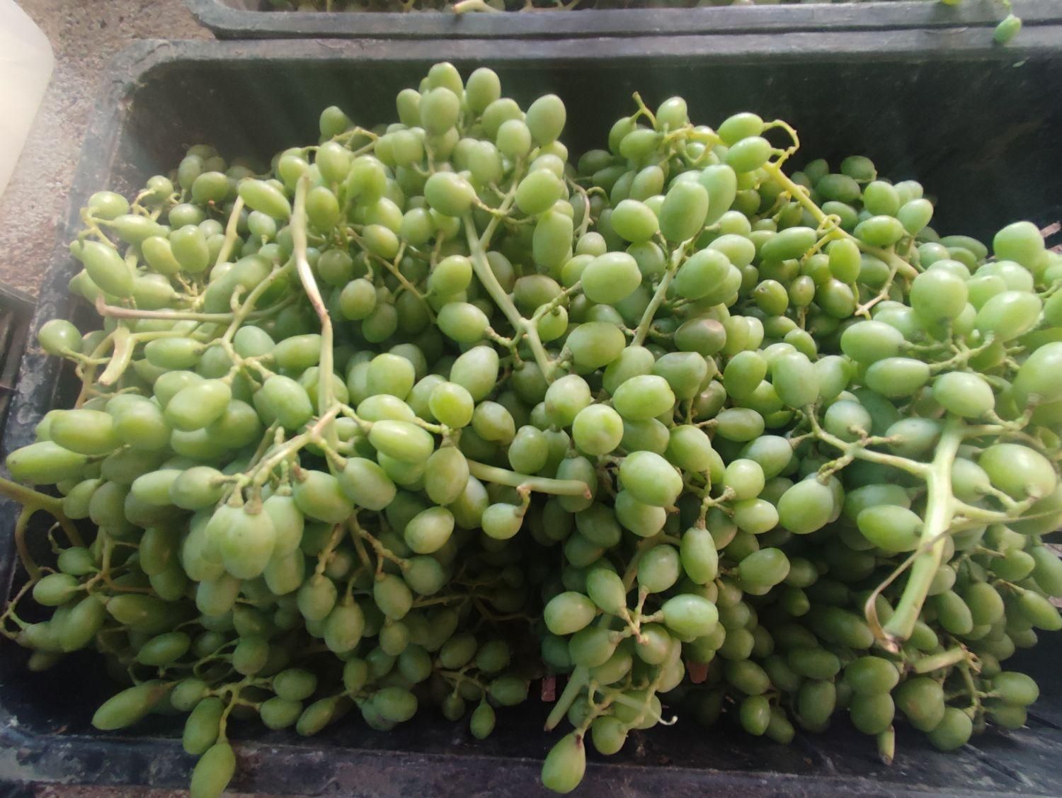 آبغوره و غوره تازه 100در 100طبیعی|خوردنی و آشامیدنی|مرودشت, علی‌آباد‎|دیوار