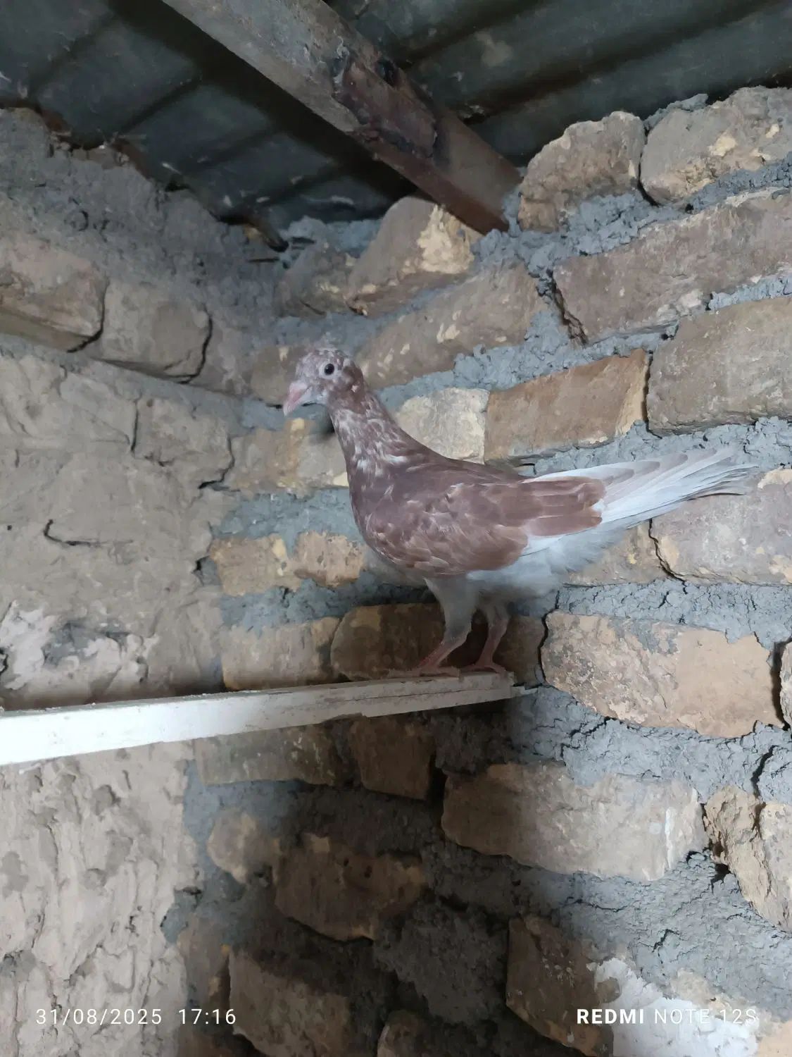 کبوتر|پرنده|مشهد, چهاربرج|دیوار