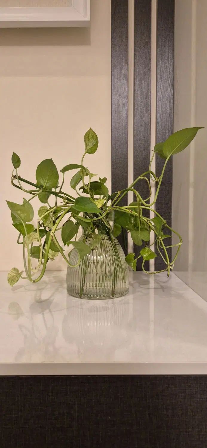 گلدان دکوری شیشه ای حاوی پتوس رونده ئ شاداب|گل و گیاه طبیعی|تهران, نارمک|دیوار