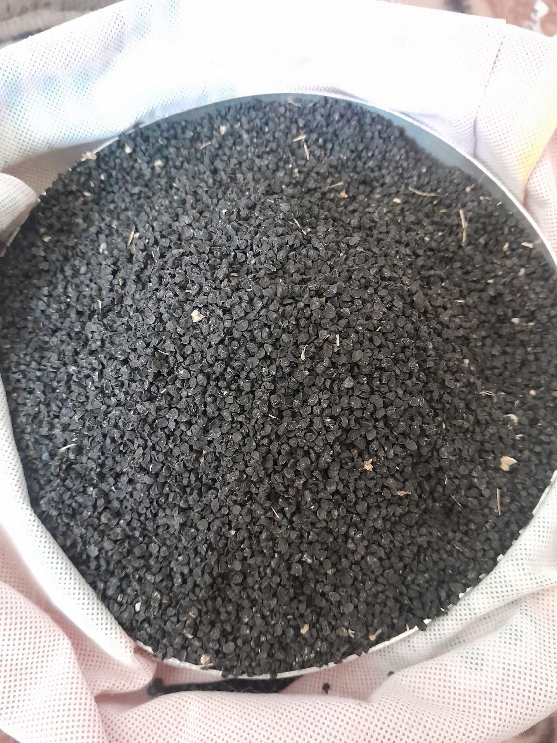 بذرپیاز|گل و گیاه طبیعی|کازرون, |دیوار