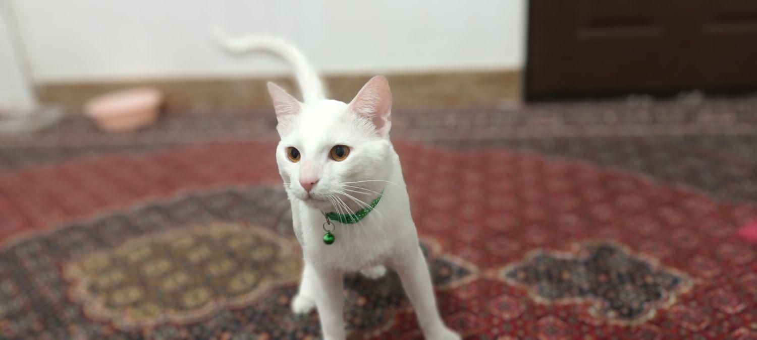 گربه زیبا وباهوش|گربه|مهاباد (آذربایجان غربی), |دیوار