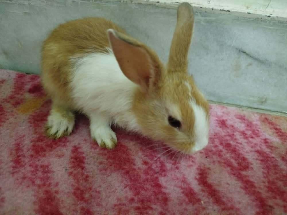 خرگوش کوچولو|موش و خرگوش|دزفول, |دیوار