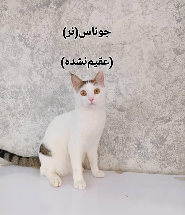 واگذاری چهار تا پیشی ناز خانگی|گربه|تهران, هاشمی|دیوار