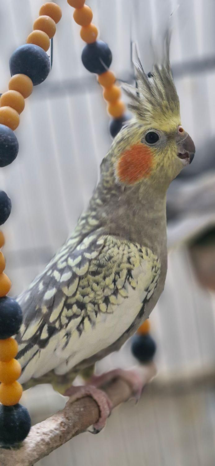 عروس گلباقالی ماده|پرنده|رشت, معلولین|دیوار