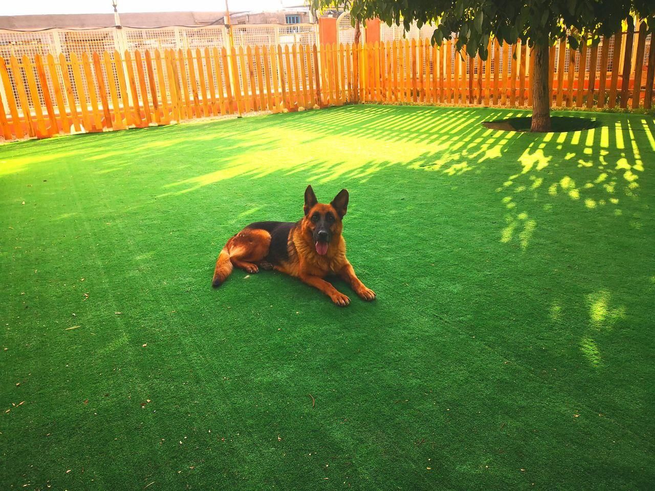 پانسیون سگ ، نگهداری سگ|خدمات پیشه و مهارت|هشتگرد, شهرک صنعتی هشتگرد|دیوار