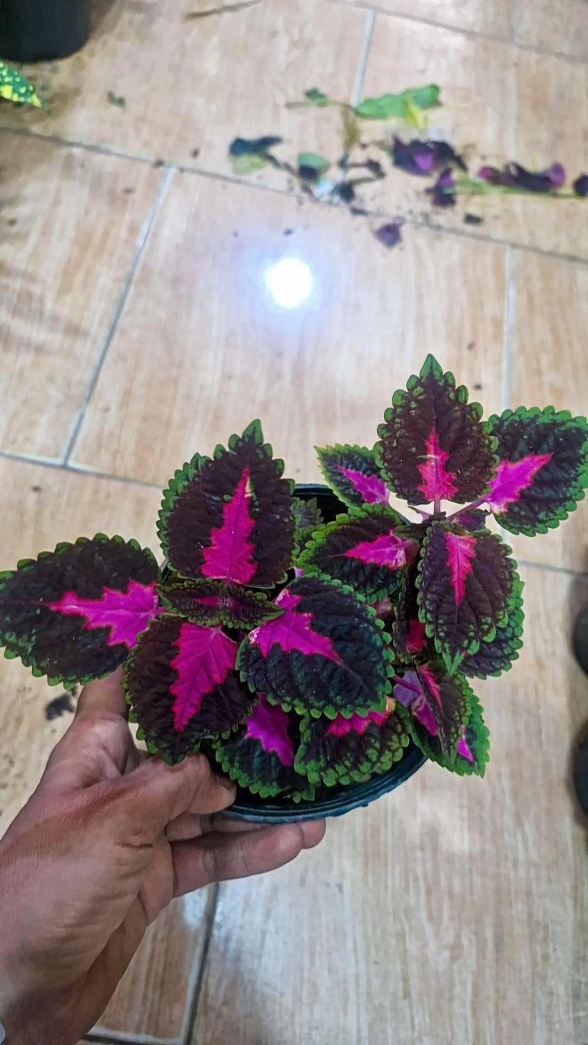 حسن یوسف جدید رسید|گل و گیاه طبیعی|بیرجند, |دیوار