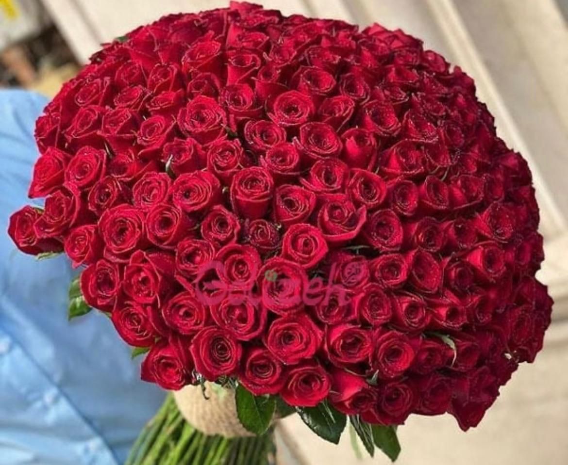 گل رز هلندی|گل و گیاه طبیعی|ماهدشت, |دیوار