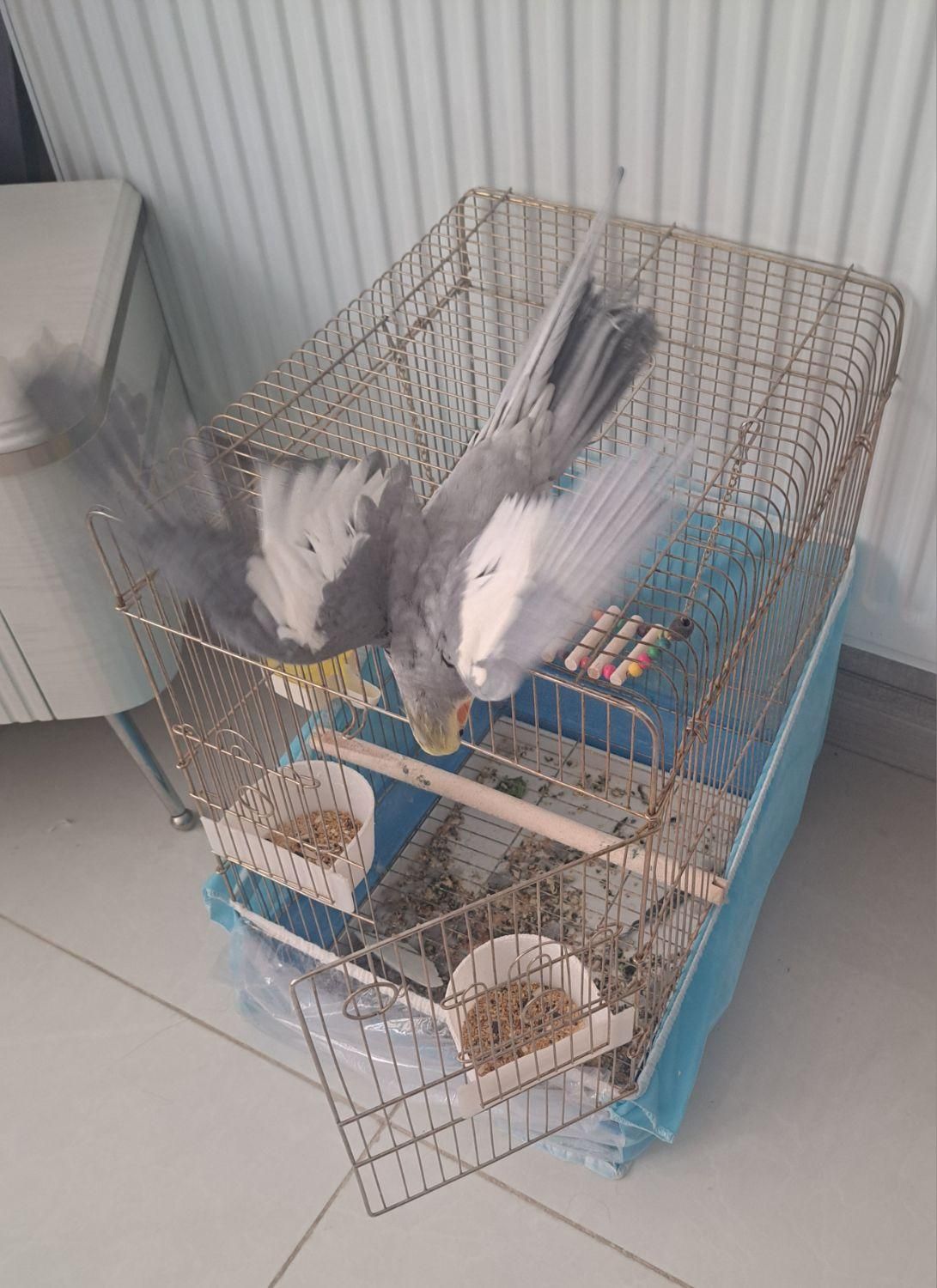 عروس هلندی با قفس|پرنده|شیراز, شهرک فرزانگان|دیوار